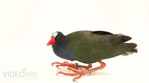 Image result for Porphyrio alleni