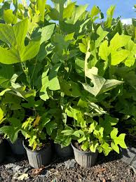 Attēlu rezultāti vaicājumam “Liriodendron tulipifera”