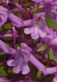 Attēlu rezultāti vaicājumam “Gymnadenia conopsea bud”