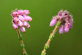 Attēlu rezultāti vaicājumam “Erica tetralix leaf”