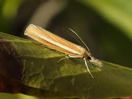 Attēlu rezultāti vaicājumam “Agriphila selasella”