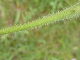 Attēlu rezultāti vaicājumam “Leontodon hispidus leaf”