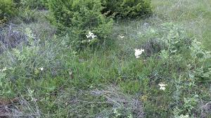 Attēlu rezultāti vaicājumam “Filipendula vulgaris fruit”