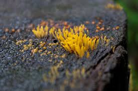 Attēlu rezultāti vaicājumam “Calocera glossoides”