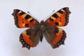 Attēlu rezultāti vaicājumam “Aglais urticae”