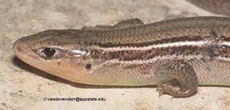 Attēlu rezultāti vaicājumam “Petractis sp.”