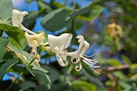 Attēlu rezultāti vaicājumam “Lonicera caerulea var. pallasii flower”