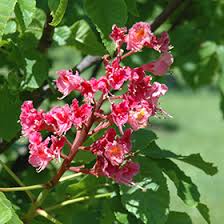 Attēlu rezultāti vaicājumam “Aesculus x hybrida leaf”