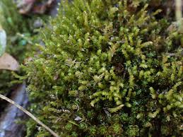 Attēlu rezultāti vaicājumam “Pohlia bulbifera”