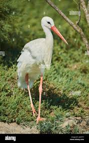Attēlu rezultāti vaicājumam “Ciconia ciconia adult”