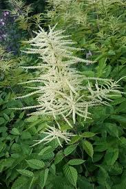 Image result for Aruncus dioicus