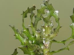 Attēlu rezultāti vaicājumam “Najas marina leaf”