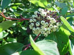 Attēlu rezultāti vaicājumam “Cornus sericea fruit”