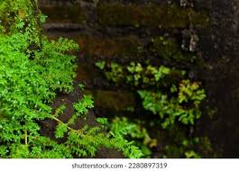Attēlu rezultāti vaicājumam “Herniaria glabra leaf”