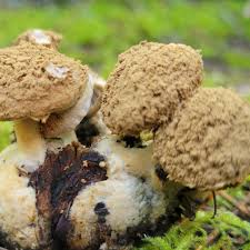 Attēlu rezultāti vaicājumam “Asterophora lycoperdoides”