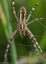 Attēlu rezultāti vaicājumam “Argiope bruennichi”