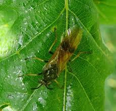 Attēlu rezultāti vaicājumam “Arge ustulata”