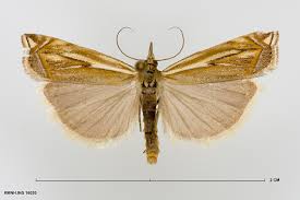 Attēlu rezultāti vaicājumam “Crambus pratella”