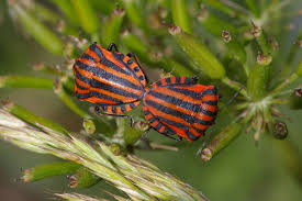 Attēlu rezultāti vaicājumam “Graphosoma lineatum imago”