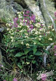 Attēlu rezultāti vaicājumam “Vincetoxicum hirundinaria flower”