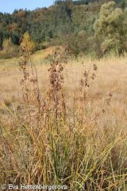 Attēlu rezultāti vaicājumam “Cladium mariscus”