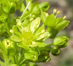 Attēlu rezultāti vaicājumam “Acer platanoides flower”