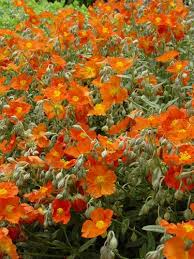 Attēlu rezultāti vaicājumam “Helianthemum nummularium flower”