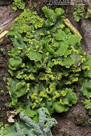 Attēlu rezultāti vaicājumam “Vulpicida pinastri”