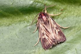 Attēlu rezultāti vaicājumam “Cerapteryx graminis”