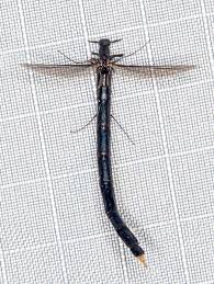 Attēlu rezultāti vaicājumam “Lymexylidae”