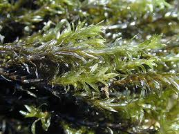 Attēlu rezultāti vaicājumam “Cinclidotus danubicus”