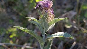 Attēlu rezultāti vaicājumam “Centaurea phrygia bud”