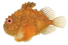 Attēlu rezultāti vaicājumam “Physarum orbis”