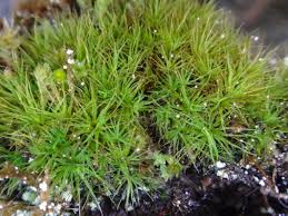 Attēlu rezultāti vaicājumam “Cinclidotus danubicus”