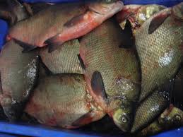 Image result for Abramis brama