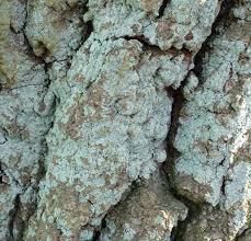 Attēlu rezultāti vaicājumam “Lepraria”