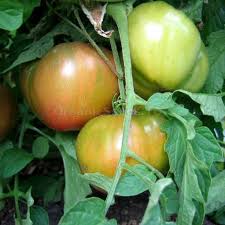 Afbeeldingsresultaat voor 1884 purple tomato