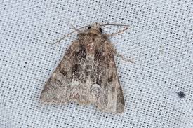 Attēlu rezultāti vaicājumam “Oligia sp.”