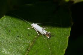 Attēlu rezultāti vaicājumam “Lyonetia prunifoliella”