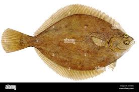 Image result for Limanda limanda