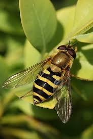 Attēlu rezultāti vaicājumam “Syrphus sp.”