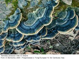 Attēlu rezultāti vaicājumam “Trametes versicolor”