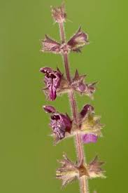 Attēlu rezultāti vaicājumam “Stachys sylvatica bud”
