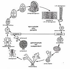 Attēlu rezultāti vaicājumam “Anthocerotopsida”