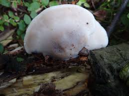 Attēlu rezultāti vaicājumam “Postia fragilis”