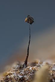 Attēlu rezultāti vaicājumam “Barbeyella minutissima”