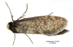 Attēlu rezultāti vaicājumam “Taleporia tubulosa”