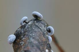 Attēlu rezultāti vaicājumam “Didymium tussilaginis macro”