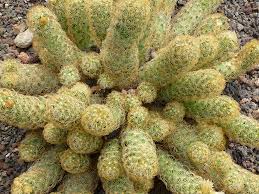 Image result for Cactaceae