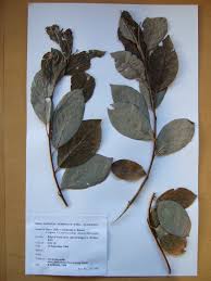 Attēlu rezultāti vaicājumam “Salix caprea leaf”